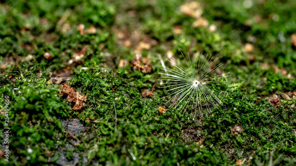 closeup of grass dandelion seed on moss closeup of grass dandelion seed on moss