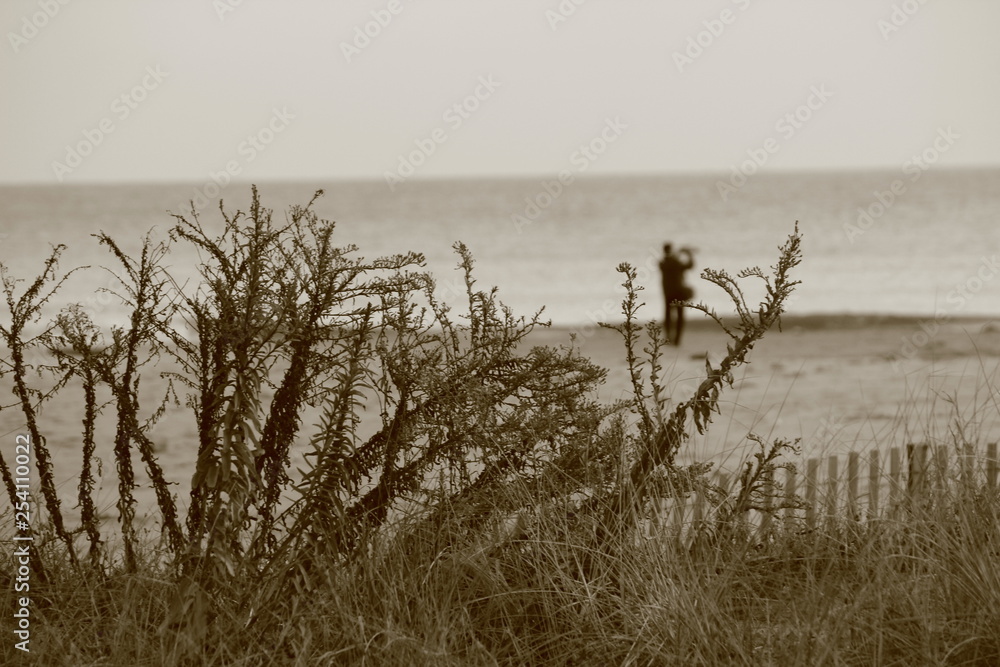 blurred ocean in a distance through bushes blurred ocean in a distance through bushes