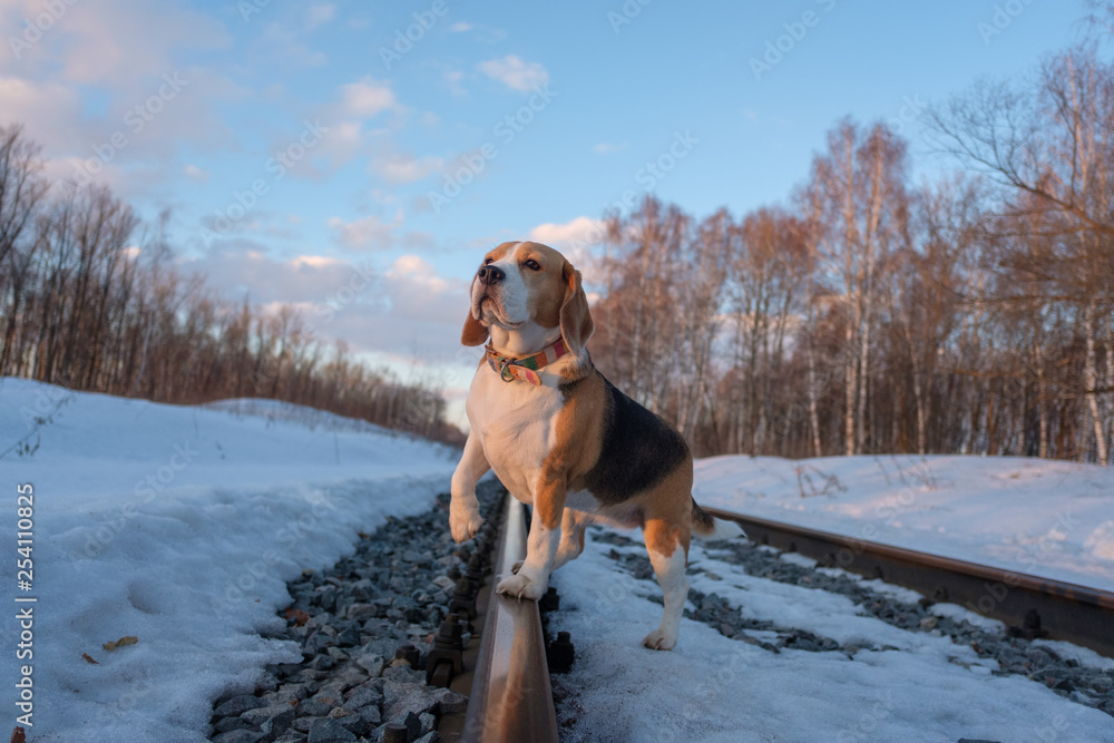 Beagle dog in spring Park at sunset Beagle dog in spring Park at sunset