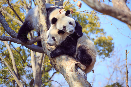 Canvas Print giant panda on the tree