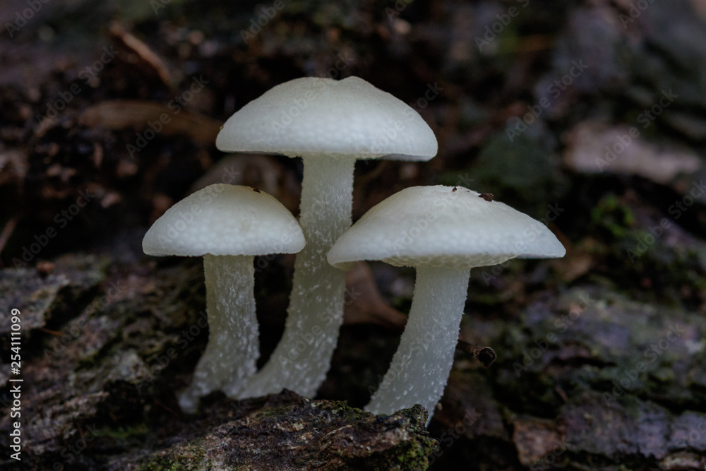 Fototapeta premium Close-up of Filoboletus manipularis bioluminescent fungi - NSW, Australia