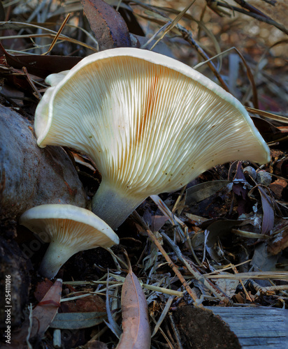 Close-up of Leucopaxillus eucalyptorum fungus growing at the base of a tree - NSW, Australia photo