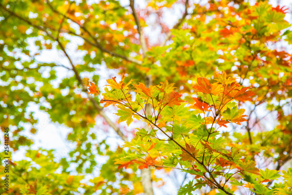 Colorful maple tree leaf autumn scene on white background