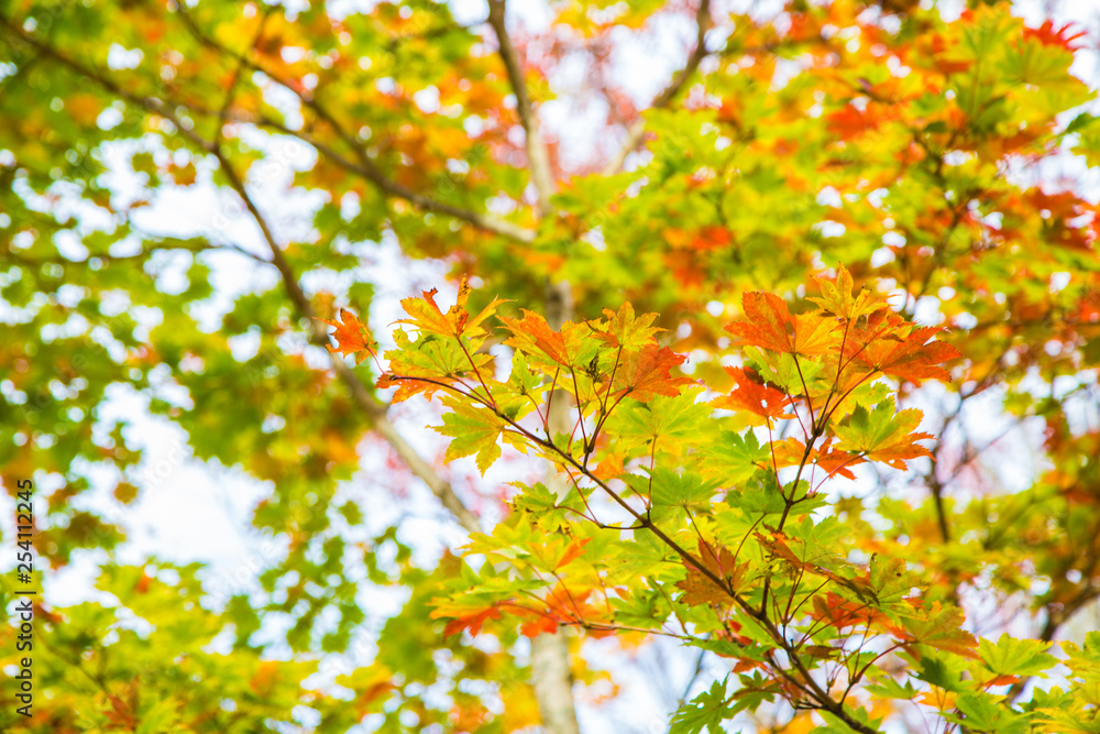 Colorful maple tree leaf autumn scene on white background Colorful maple tree leaf autumn scene on white background
