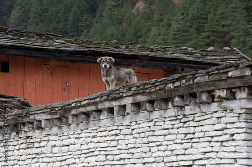 Dog Standing on Roof of Stone House
