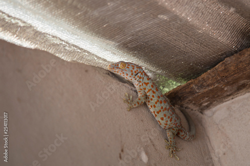 Scary animal geckos in the house.