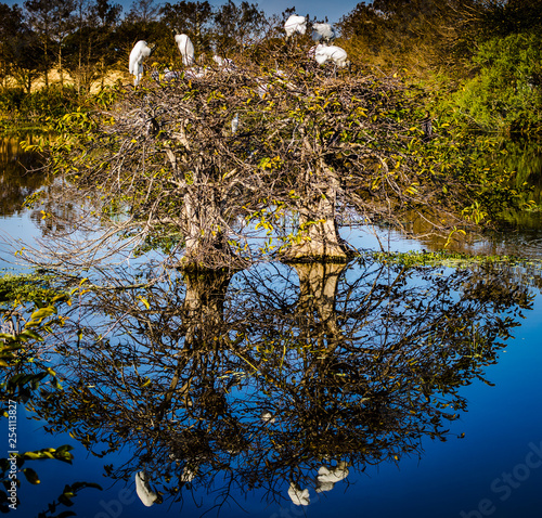 tree and reflection in water