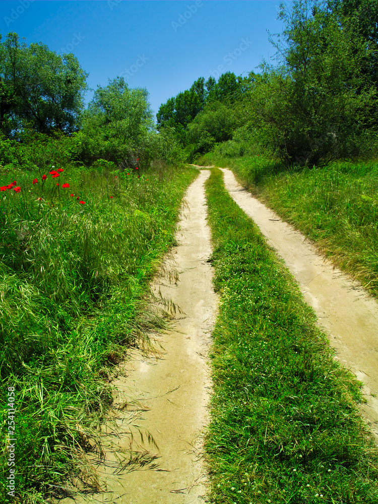 Dirt road in a valley with lush vegetation, a bright spring day