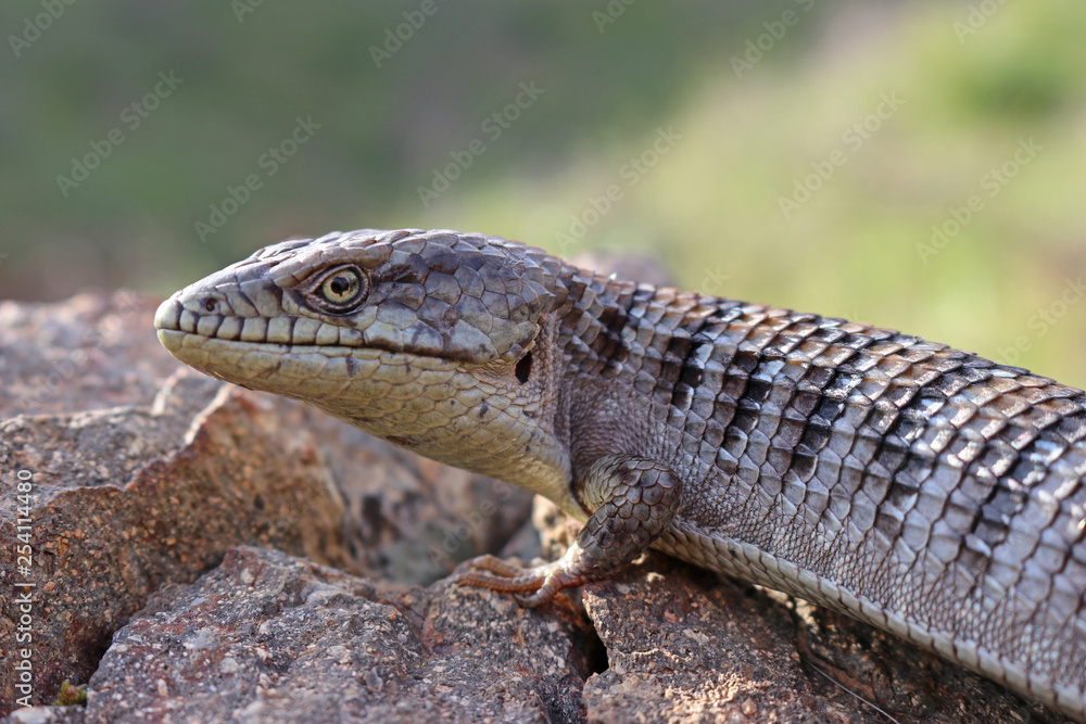 Closeup of a Southern Alligator Lizard (Elgaria multicarinata) Closeup of a Southern Alligator Lizard (Elgaria multicarinata)