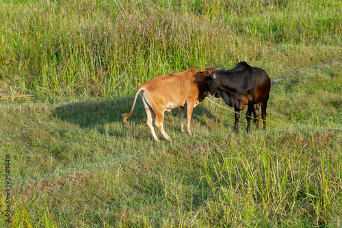 two cows grazing in the meadow