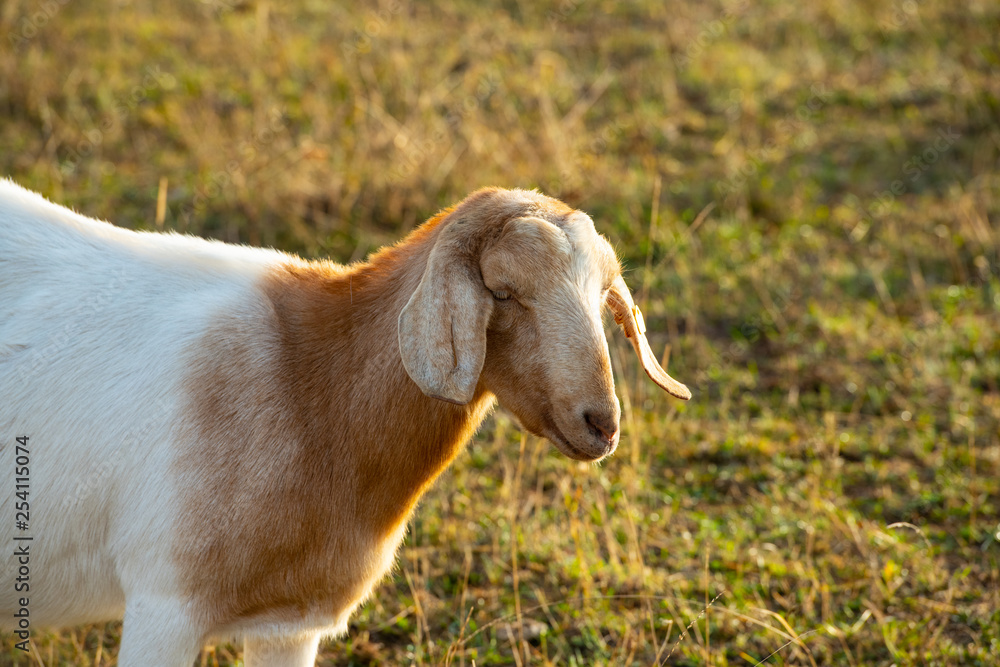 Fototapeta premium portrait of goat on meadow