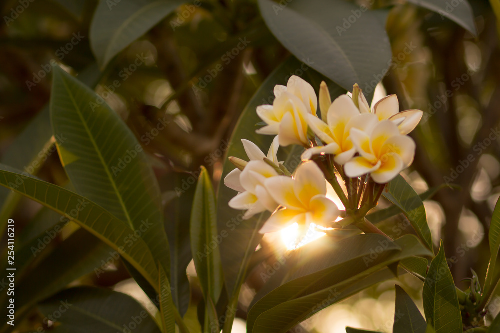 Obraz premium Beautiful of plumeria Flower