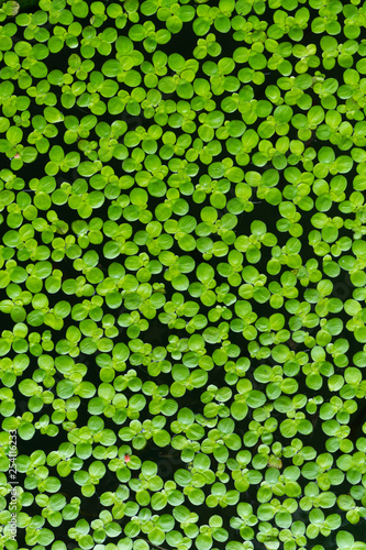 duckweed in the Burnt sink