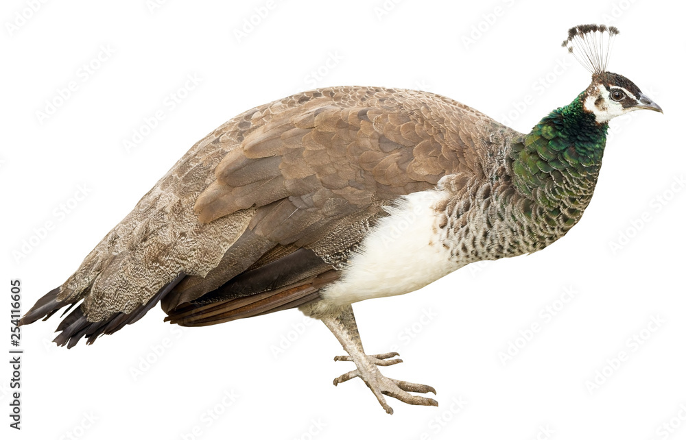 Fototapeta premium peacock female isolated on white