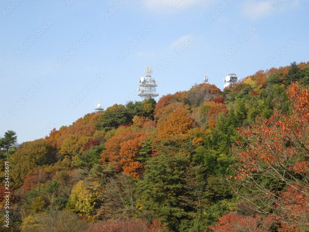 紅葉と電波塔