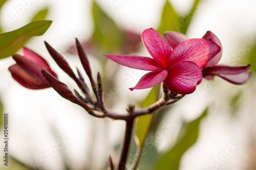 Beautiful of plumeria Flower