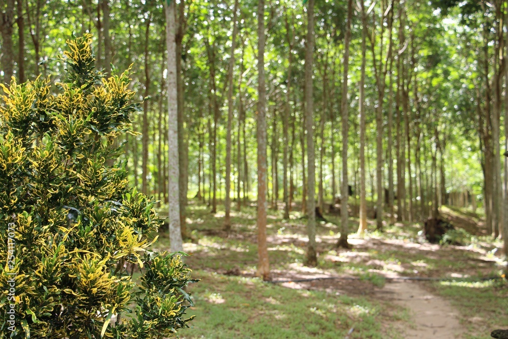 Fototapeta premium path in the forest. kauchuk trees