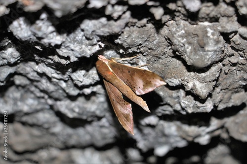 moth on the stone