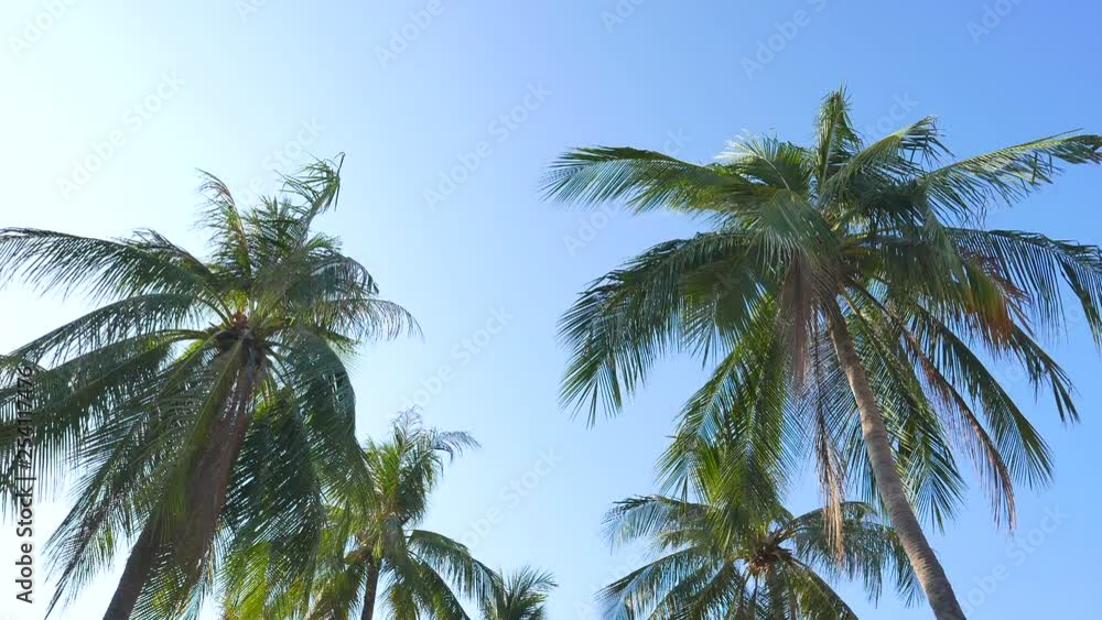 Looking up some palm trees waving in the wind with the beautiful blue sky in the background.