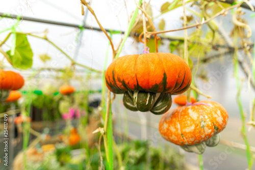 Planting fantasy pumpkin in...