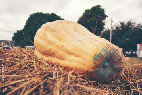 Giant Pumpkin Cultivated fr...