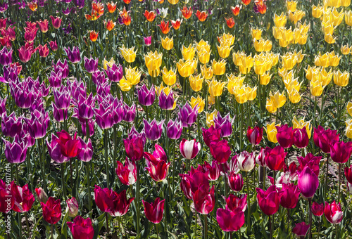 colorful tulips close up