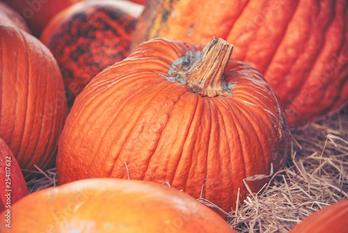 Giant Pumpkin Cultivated fr...
