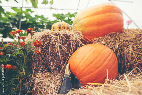 A giant pumpkin sits on the...