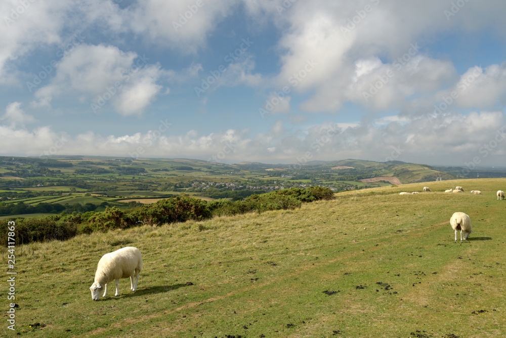 Fototapeta premium Sheep on Ballard Down above Corfe in Dorset