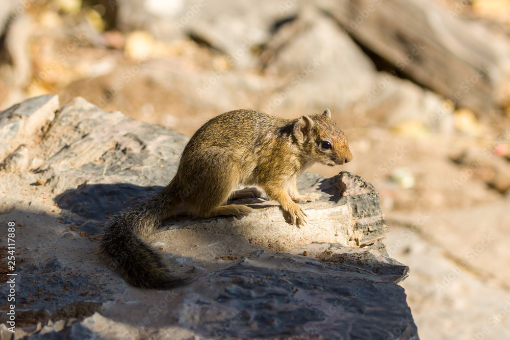Ockerfussbuschhörnchen Ockerfussbuschhörnchen