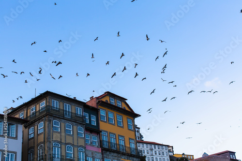 Seagulls on the bly sky and houses, Porto - Portugal.