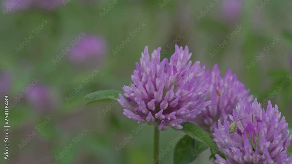 Clover. Blurred background. Summer. Clover. Blurred background. Summer.