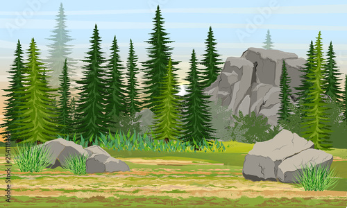 Spruce forest, stones and mountains, grass. The nature of Europe and America. Realistic summer vector landscape photo