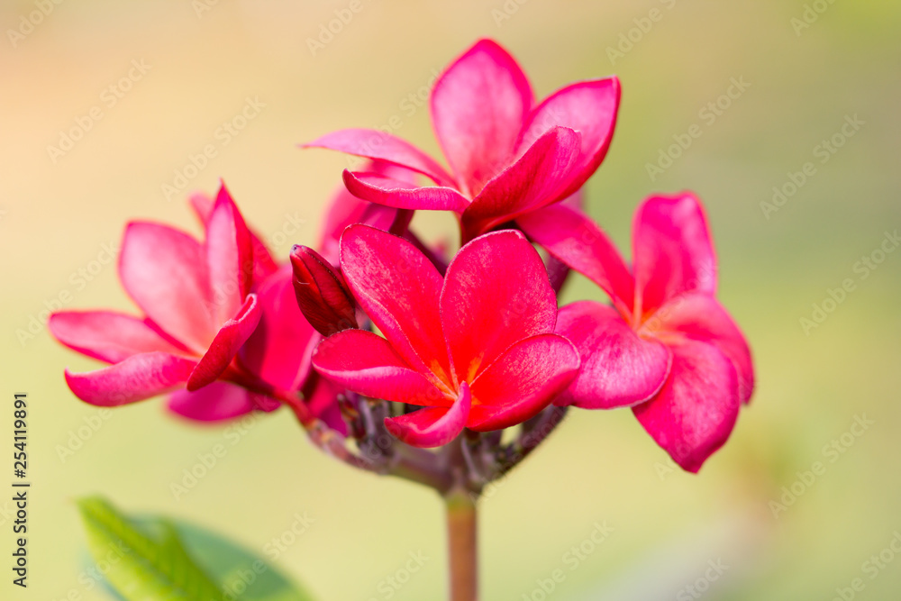 Fototapeta premium Beautiful of plumeria Flower