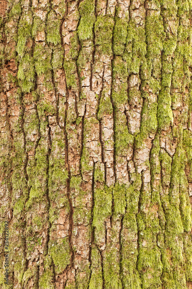 Tree bark texture. natural backgrounds, textures - bark of the European oak tree, panorama. Close-up view of a European oak tree Tree bark texture. natural backgrounds, textures - bark of the European oak tree, panorama. Close-up view of a European oak tree