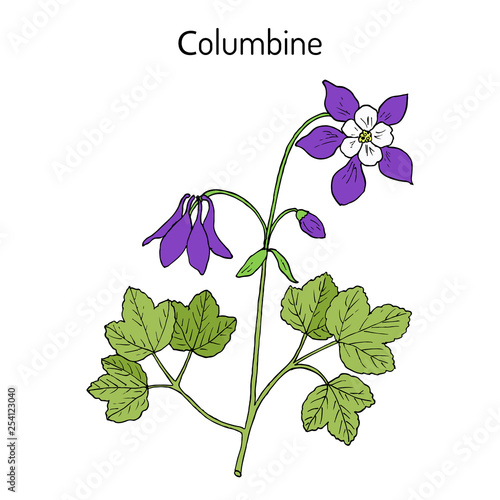 Columbine aquilegia vulgaris , medicinal plant