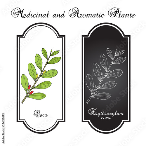 Erythroxylum coca. Hand drawn illustration