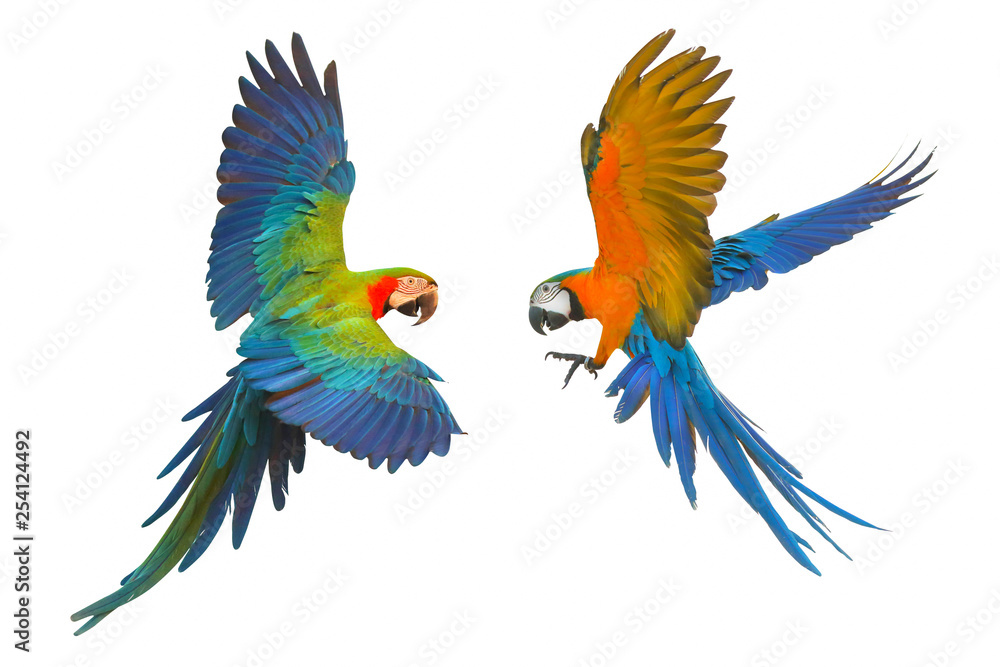 Obraz premium Colorful flying parrot isolated on white, Red and Blue Macaw and Blue and Gold Macaw