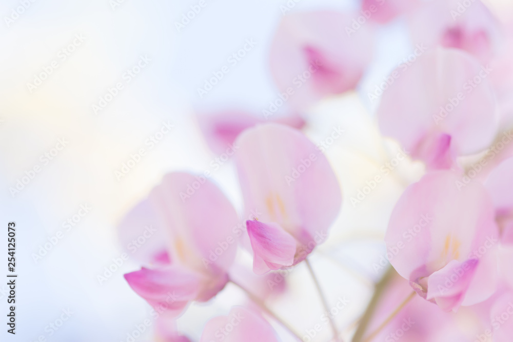 ピンクの藤の花
