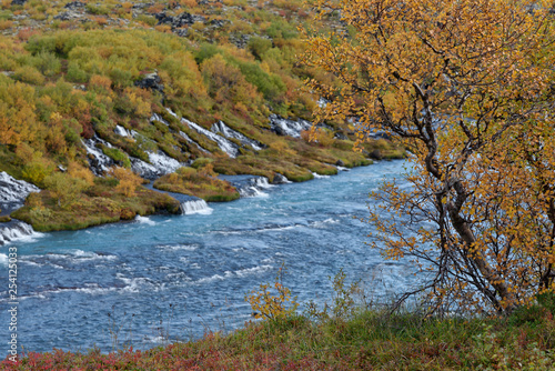 Birke  Betula  im Herbstkleid  Hraunafossar  Island