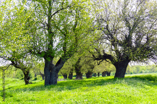 Mulberry trees with young leaves on a green meadow. Sunny Spring Day. Resting place under the shade of the trees.