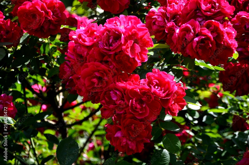 flower flower