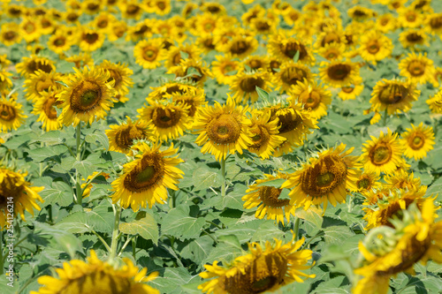 Yellow sunflower field landscape.