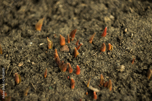 spring tulips sprouting from under the snow, spring primroses