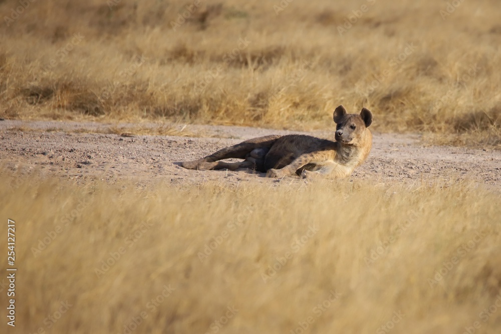 A spotted hyena is lying on the ground and looks up. A spotted hyena is lying on the ground and looks up.