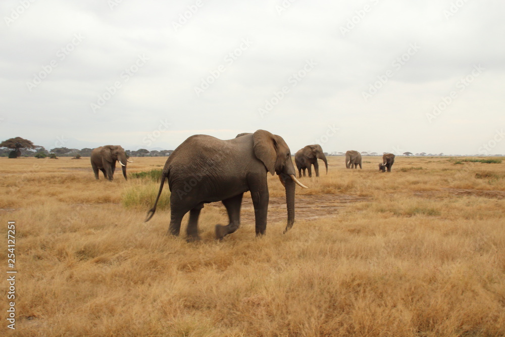 An elephant comes back from bathing to the herd.