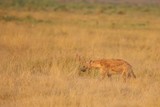 The high grass of the savannah camouflage the spotted hyena very well.
