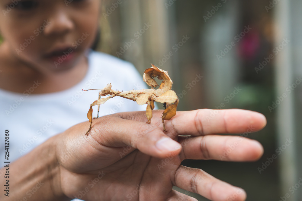 Obraz premium Cute asian child girl looking and touching leaf grasshopper that stick on parent hand with curious and fun in the zoo