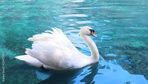 White swan on the blue water