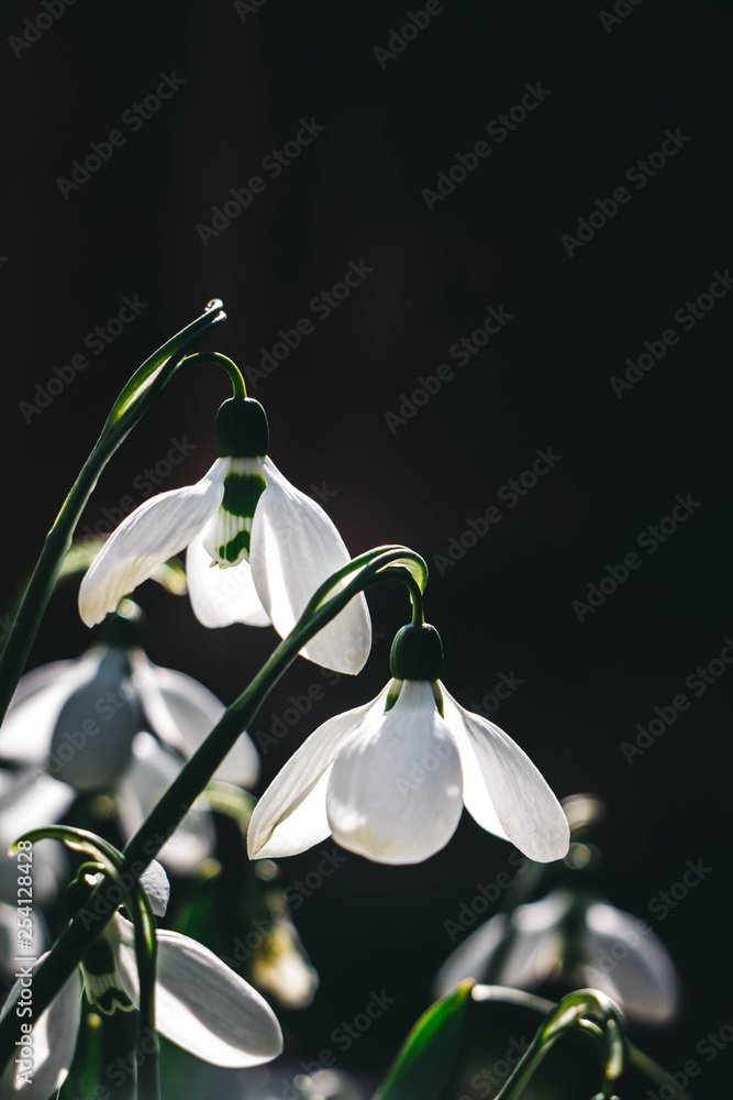 Fototapeta premium snowdrop in spring